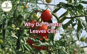 A close-up photo of a tomato plant with curled leaves, illustrating the phenomenon of leaf curling in tomatoes and prompting the question "why do tomato leaves curl?"