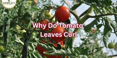 Why do tomato plants have hairs? What you never knew! - Simplify Gardening