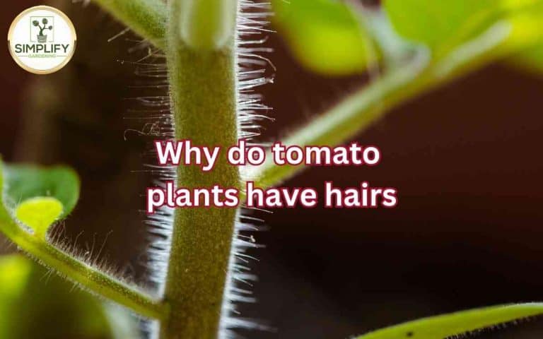 Vegetable garden showing tomato plants hairs — growing guide at simplifygardening.com