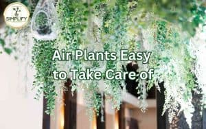 A photo of beautiful hanging air plants that are easy to take care of.