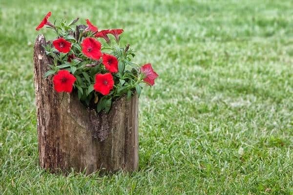 Log Herb Planter