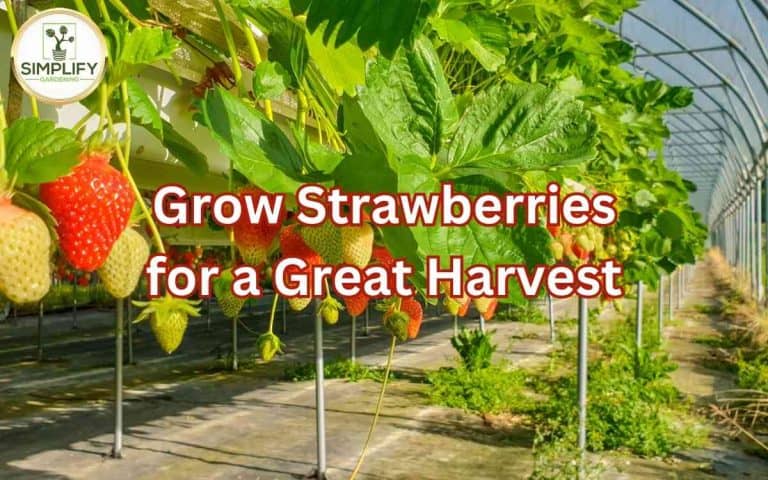 Grow strawberries great harvest covered in Tony O'Neill's Simplify Gardening at simplifygardening.com