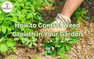 A gardener in a green hat and gloves, diligently pulling weeds in his lush garden, demonstrating how to control weed growth.