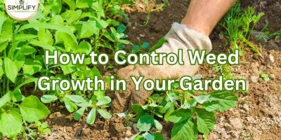 How to Use Boiling Water to Kill Weeds - Simplify Gardening