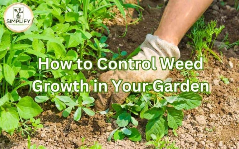 Control weed growth garden arranged for efficient crop rotation and productive seasonal vegetable growing