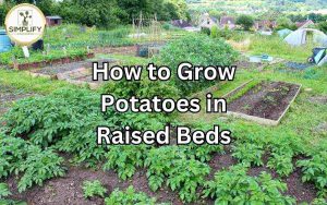 A comprehensive guide on growing potatoes in raised beds, showcasing step-by-step instructions for successful potato cultivation.