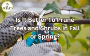Gardener's hands with gloves pruning a branch of a tree in a garden. Is It Better To Prune Trees and Shrubs in Fall or Spring.