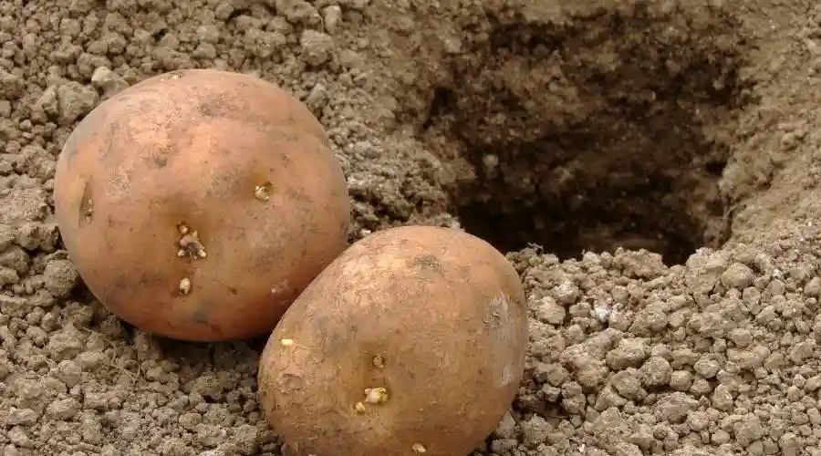 How to Grow Potatoes in Raised Beds The Complete Guide