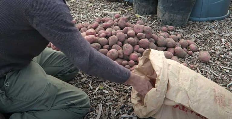 Retainer Potatoes How To Store and Preserve Potatoes Long Term The Perfect Way - Simplify ...