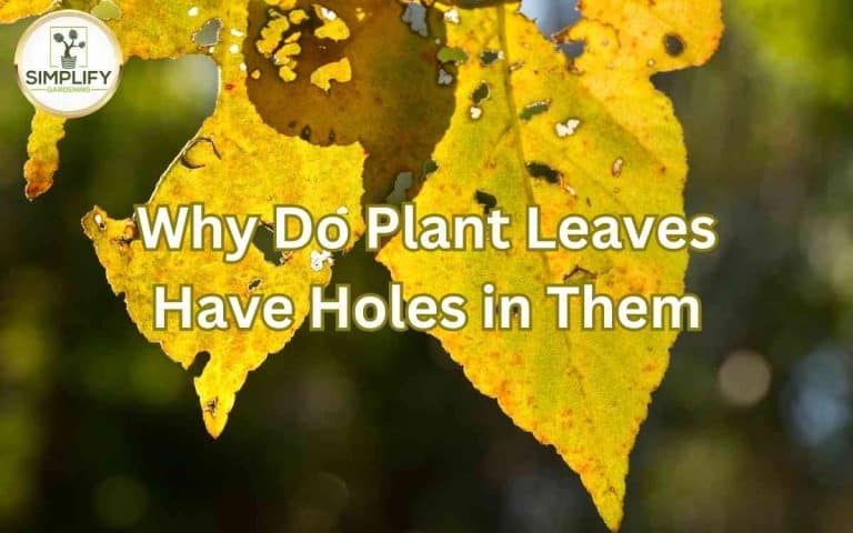 Plant leaves holes them — practical houseplant care guidance from Tony O'Neill at simplifygardening.com