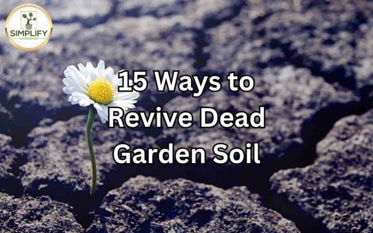 Ways revive dead garden soil save money today — healthy soil foundation for vegetable growing at simplifygardening.com