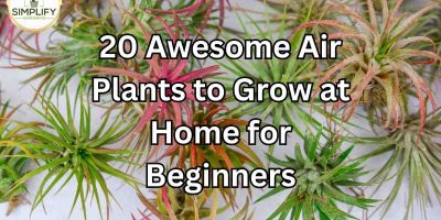 How Long Do Air Plants Live For? Tillandsia Life Expectancy - Simplify  Gardening