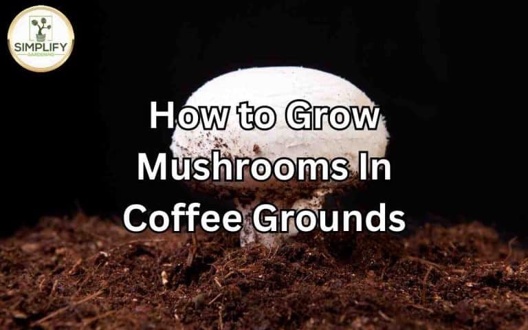 Grow mushrooms coffee grounds step step guide covered in Tony O'Neill's Simplify Gardening at simplifygardening.com