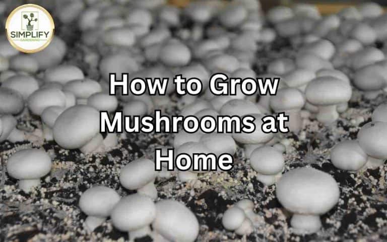 Grow mushrooms home — practical growing guidance from Tony O'Neill at simplifygardening.com