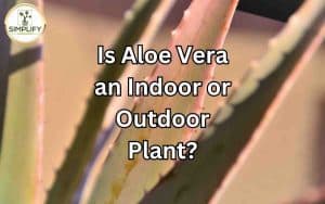 Aloe Vera plant displayed indoors, questioning its ideal habitat - indoor or outdoors.