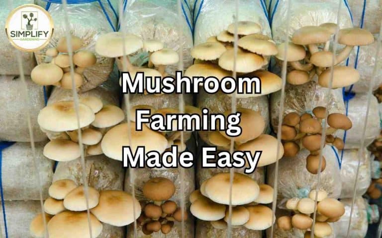 Mushroom farming made easy grow straw — honest, systems-based gardening advice from simplifygardening.com