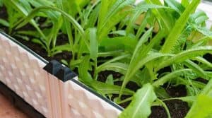 17 Awesome Vegetables Easy To Grow On A Balcony - Simplify Gardening