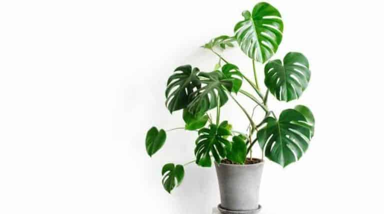 Can Monstera Thrive in Low Light Conditions? - Simplify Gardening
