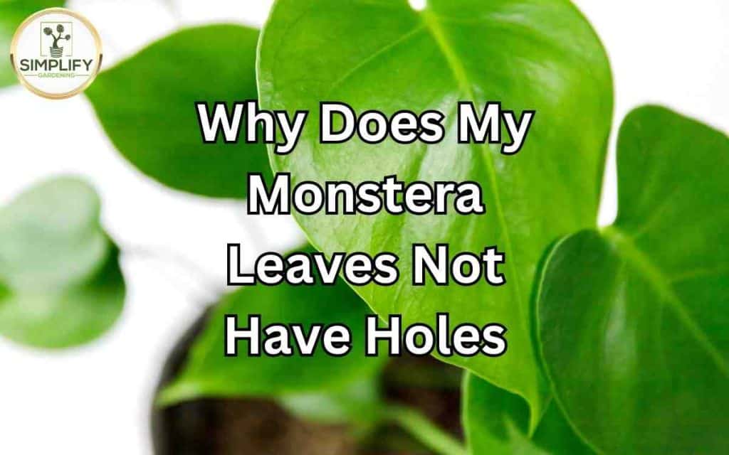 Discover the Truth: Monstera Leaves Have No Holes - Simplify Gardening