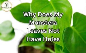 A close-up of a Monstera leaf without any natural holes, showcasing its intact structure.