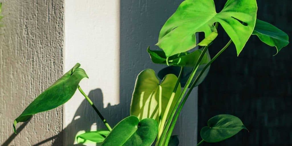 The Best Pot Sizes For Monstera and What To Avoid Simplify Gardening