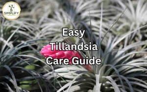 Air Plants Care Guide - Learn easy tips to grow stunning Tillandsia air plants.