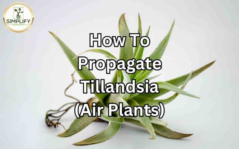 Propagate tillandsia air plants — honest, systems-based gardening advice from simplifygardening.com