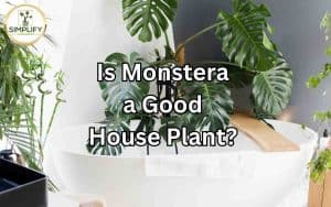 A healthy Monstera plant gracing a living room, demonstrating its suitability as a houseplant.