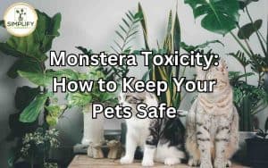 A Monstera plant placed out of reach of pets, ensuring their safety from Monstera toxicity.