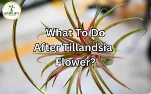 A Tillandsia plant with vibrant flowers, showcasing its post-flowering stage.