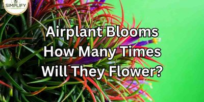 How Long Do Air Plants Live For? Tillandsia Life Expectancy - Simplify  Gardening