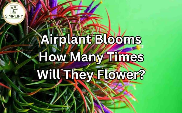 Airplant blooms many times they flower — practical growing guidance from Tony O'Neill at simplifygardening.com
