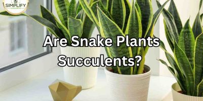 spider plant container Spider plant in Plastic pot — Plan A Plant main image 0