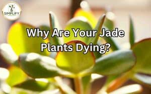 A withering jade plant with yellowing leaves, indicating the possibility of a dying jade plant.