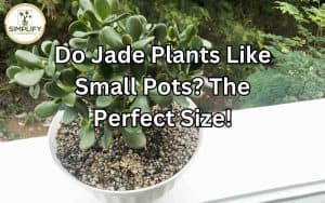 A jade plant thriving in a perfectly sized pot, demonstrating the importance of pot size for optimal growth.