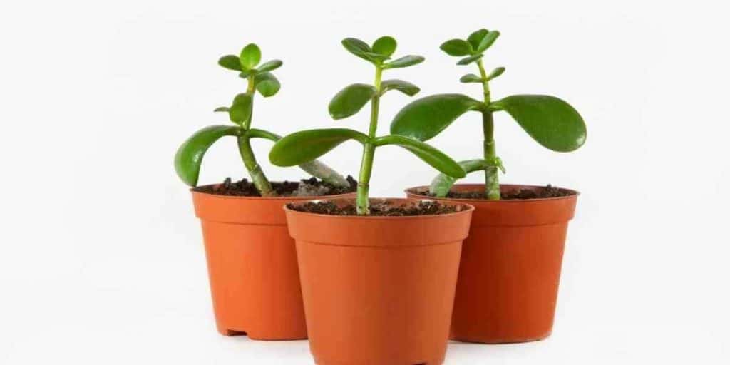 Do Jade Plants Like Small Pots? The Perfect Size! Simplify Gardening