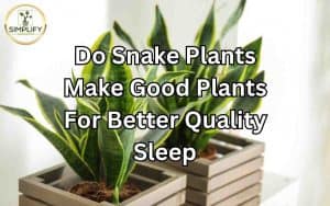 A snake plant placed on a bedside table, symbolizing the potential connection between snake plants and improved sleep quality.
