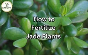 A hand sprinkling fertilizer on a healthy Jade plant, promoting stunning growth and vibrant foliage.