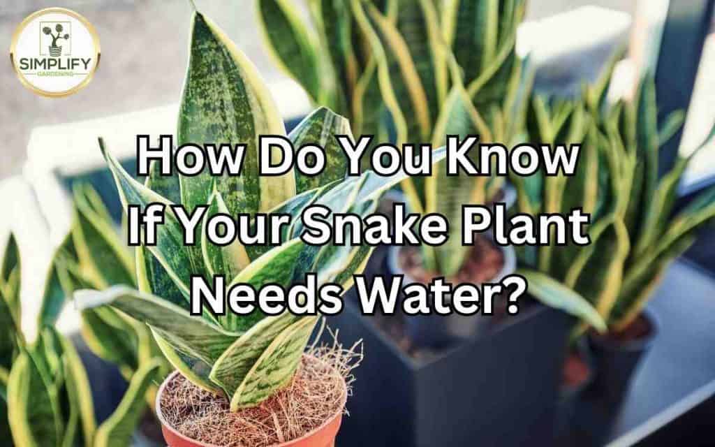 How Do You Know If Your Snake Plant Needs Water? - Simplify Gardening