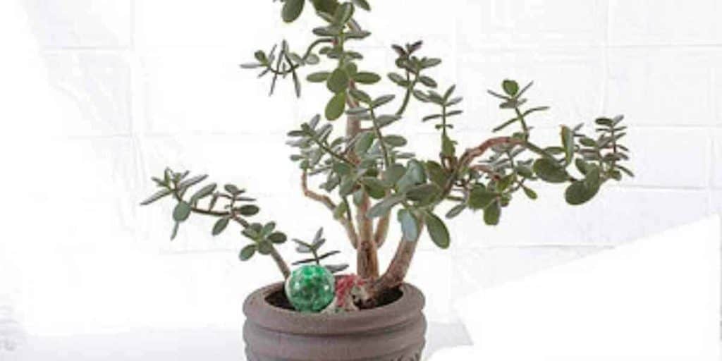 9 Tips For Pruning Jade Plants For Success Simplify Gardening