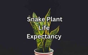 A healthy snake plant (Sansevieria) showcasing its longevity and resilience with vibrant leaves.