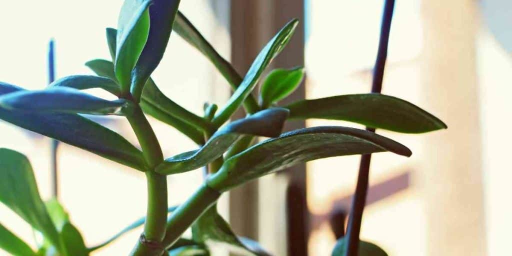 How Much Sunlight Do Jade Plants Really Need? Simplify Gardening