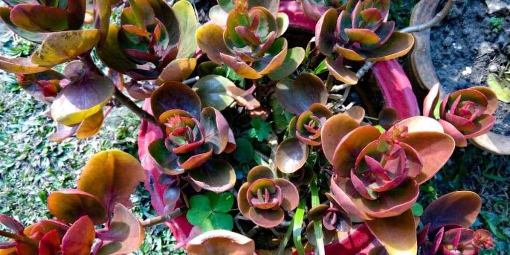 Jade Plants Leaves Turning Red Here Is What You Need To know Simplify