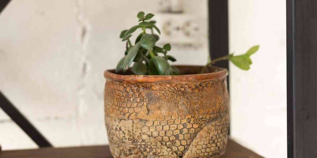 Do Jade Plants Like Small Pots? The Perfect Size! Simplify Gardening