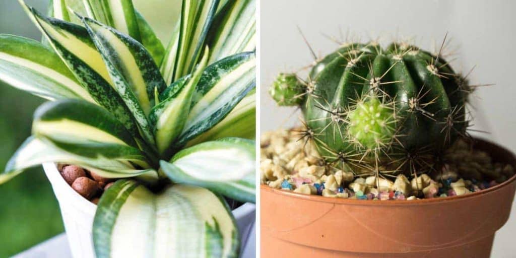 Is a Snake Plant a Cactus? What You Need to Know Simplify Gardening