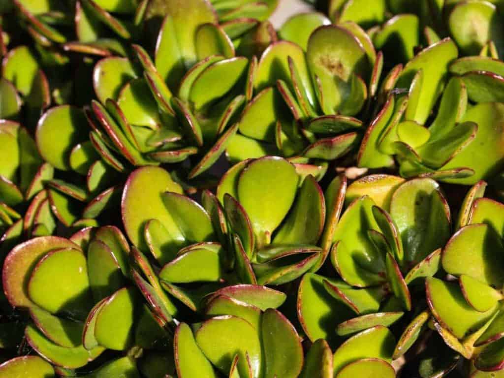 Fertilize Jade Plants For STUNNING Growth Simplify Gardening