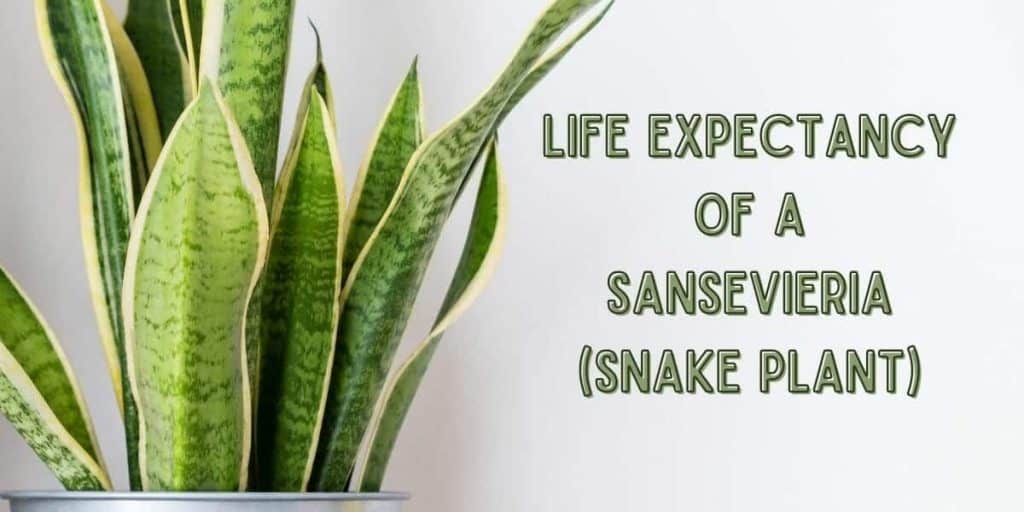 How Long Does a Snake Plant (Sansevieria) Live? Simplify