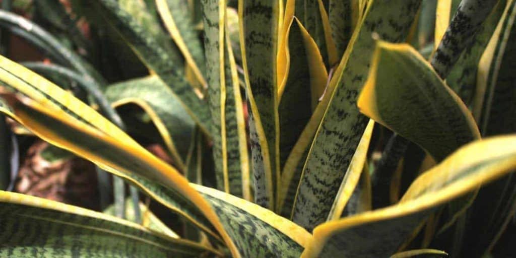 Snake Plants And Sunlight. How Much Do They Really Need? Simplify