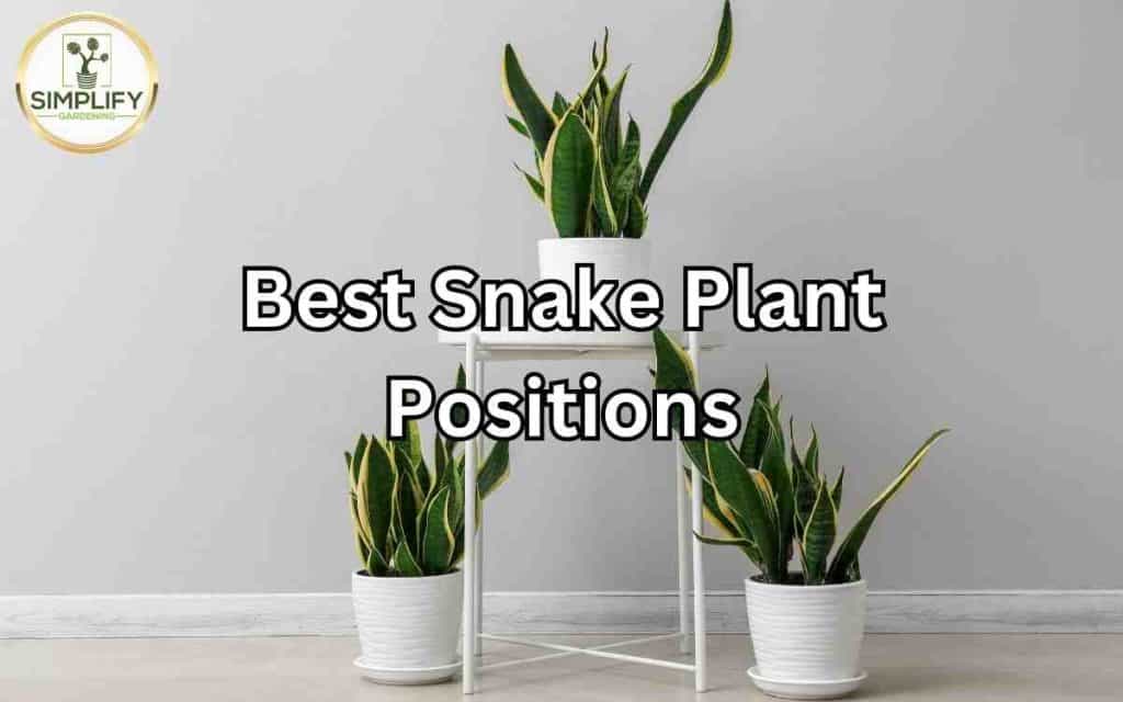 growing a succulent from a leaf Succulent Propagation Leaves (25 Pack) | Assorted Colorful Live Succulent  Leaves for Propagating main image 1
