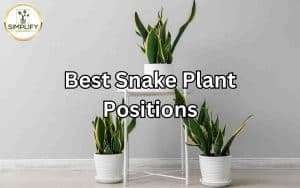 Different snake plant placements showcased within a home, illustrating the various options for optimal growth.